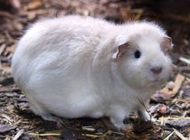 Weißes Rexmeerschweinchen von kattobello