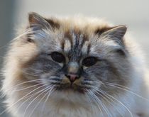 Langhaar Katze von kattobello