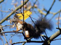 Braunrotes Eichhörnchen auf dünnen Zweigen by kattobello