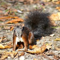 Eichhörnchen Baby im Herbstlaub by kattobello