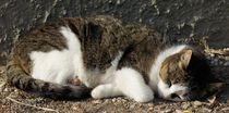 Schlafende Katze by kattobello