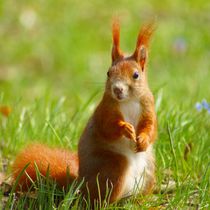 Rotes Eichhörnchen auf der Wiese von kattobello