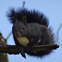 Schwarzes Eichhörnchen auf einem Ast by kattobello