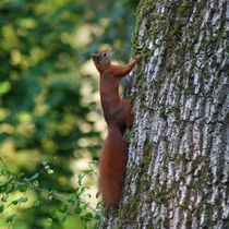Rotes Eichhörnchen am Baumstamm by kattobello