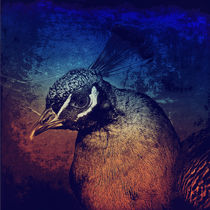 Abstract Peacock von AD DESIGN Photo + PhotoArt