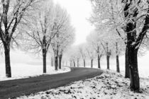 Winter Allee von Thomas Matzl