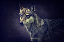 Wolf von AD DESIGN Photo + PhotoArt