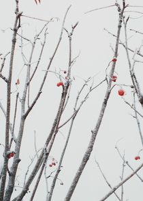 Frosted berries von Andrei Grigorev