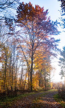 An einem mächtigen Baum im Herbst by Ronald Nickel