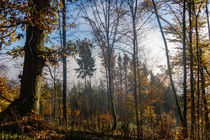Dunstiger lichter Herbstwald by Ronald Nickel