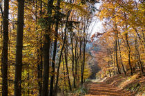 Wandern im goldenen Herbst von Ronald Nickel