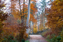 Bunter Herbstwald im morgentlichen Dunst von Ronald Nickel