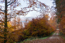 Ausblick im nebligen, lichten Herbstwald by Ronald Nickel