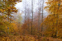 Laubbäume im goldenen Herbstkleid by Ronald Nickel