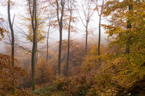 Leuchtende Farben im Herbstwald von Ronald Nickel