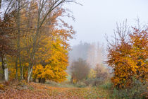 Nebel liegen im Herbstwald von Ronald Nickel