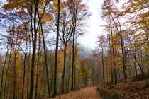 Durch den lichten Herbstwald by Ronald Nickel