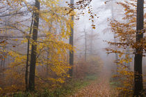 Nebel im Herbstwald von Ronald Nickel