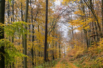 Waldweg durch den goldenen Herbstwald von Ronald Nickel