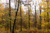 Goldener Herbst im Buchenwald von Ronald Nickel