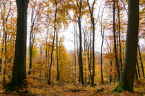 Goldener Herbst im Laubwald von Ronald Nickel