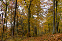 Durch den Herbstwald auf goldenem Pfad von Ronald Nickel