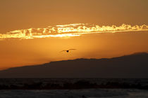 Golden Kalifornia Sunset von art-imago