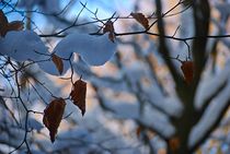 winter leaves... 4 von loewenherz-artwork