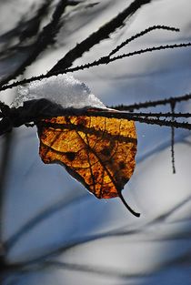 winter leaves... 1 by loewenherz-artwork