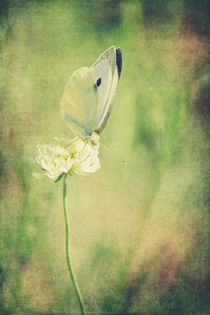 Little Butterfly von AD DESIGN Photo + PhotoArt