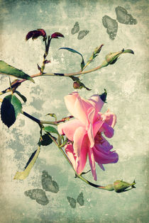 My rose by AD DESIGN Photo + PhotoArt