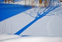 shadows in the snow... 6 by loewenherz-artwork