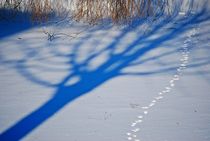 shadows in the snow... 3 by loewenherz-artwork