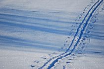 snow tracks... by loewenherz-artwork