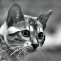 Bengal Cat in black and white von kattobello