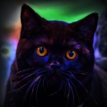Black Space Cat  by kattobello