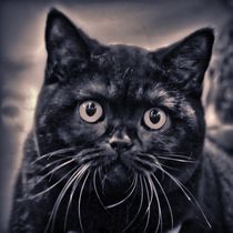 Black Cat by kattobello