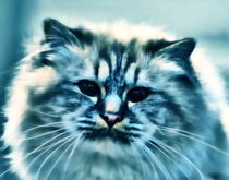 Longhair Cat in blue von kattobello
