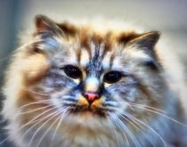Dreamy longhair cat by kattobello