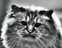 Longhair Cat in black and white by kattobello