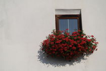 Red geraniums at a window in summer in Austria by stephiii