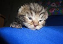 Kitten opens eyes by Yuri Hope