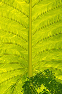 Green Leaf Structure von Sylvia Seibl