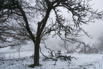 Alte Obstbäume im winterlichen Nebel von Ronald Nickel