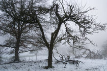Ein alter Apfelbaum im Nebel von Ronald Nickel
