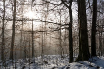 Der winterliche Wald im Heidenloch von Ronald Nickel