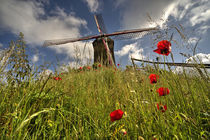 Windmill poppies  von Rob Hawkins
