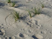 Gräser am Strand von atelier-kristen