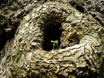 Junges Grün an einem alten Baum von atelier-kristen