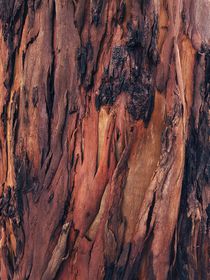 Close-up of shedding bark of Eucalyptus tree - shades of brown. von Ro Mokka